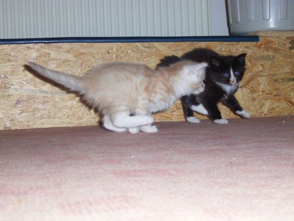 Undercover-Coon´s Bild 5 Februar 2005