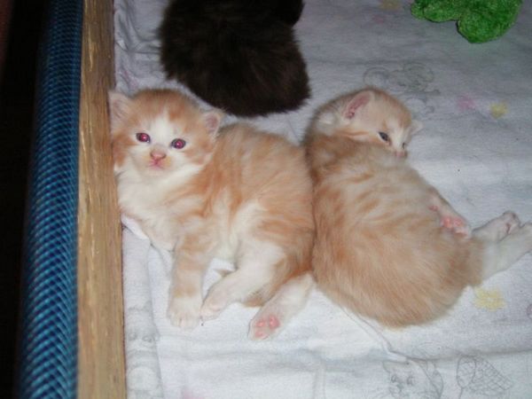 Undercover-Coon´s Bild 10 Februar 2005