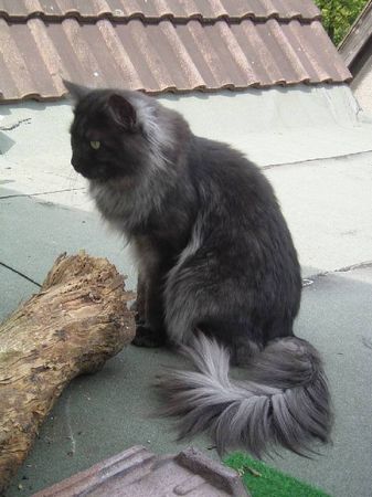 Undercover-Coon´s Bild 8 Mai 2005