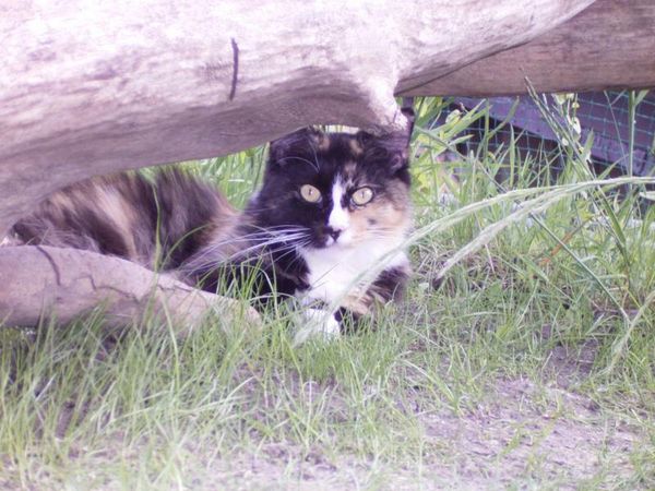 Undercover-Coon´s Bild 5 Juni 2005