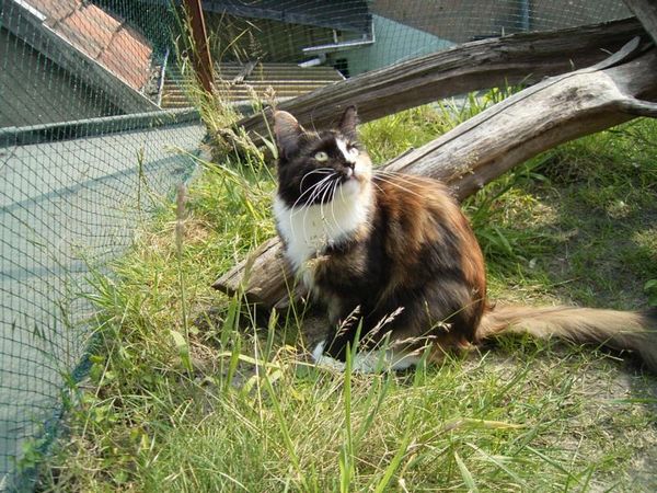 Undercover-Coon´s Bild 15 Juni 2005