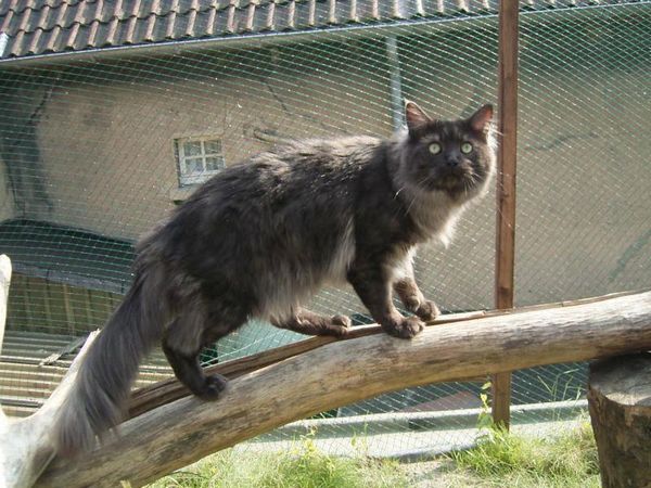 Undercover-Coon´s Bild 24 Juni 2005