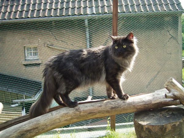 Undercover-Coon´s Bild 25 Juni 2005