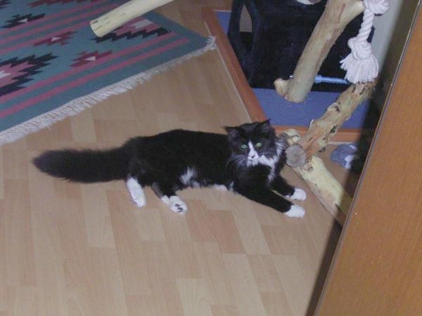 Undercover-Coon´s Bild 7 Juli 2005