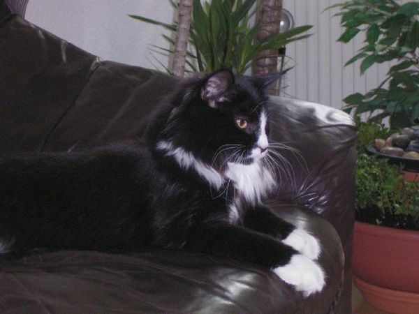 Undercover-Coon´s Bild 2 September 2005