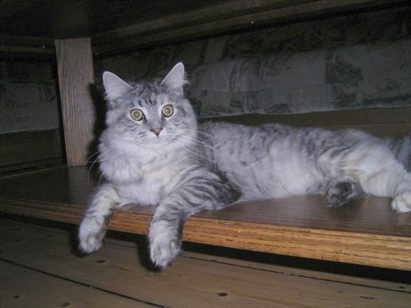 Undercover-Coon´s Bild 9 November 2005