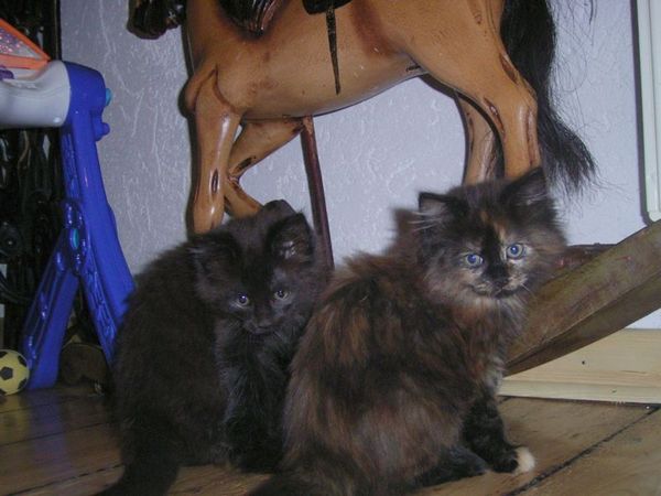 Undercover-Coon´s Bild 24 Januar 2006