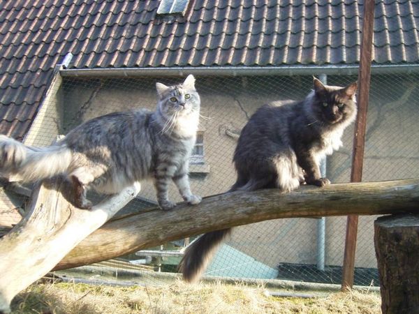 Undercover-Coon´s Bild 6 Februar 2006