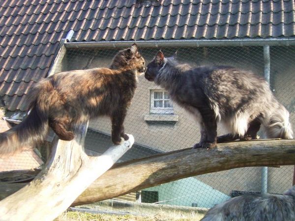 Undercover-Coon´s Bild 9 Februar 2006