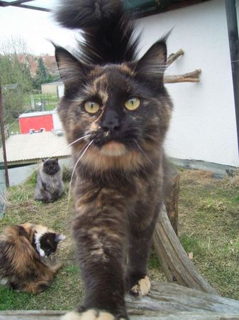 Undercover-Coon´s Bild 13 April 2006