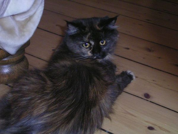 Undercover-Coon´s Bild 4 Mai 2006