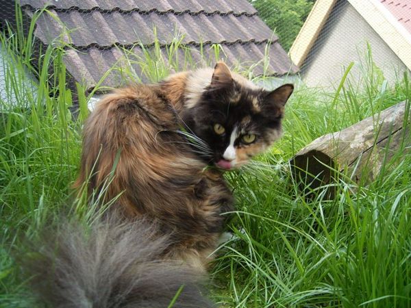 Undercover-Coon´s Bild 2 Juni 2006