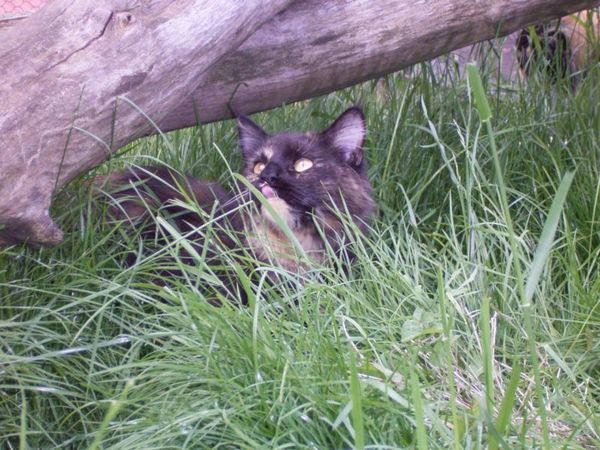Undercover-Coon´s Bild 15 Juni 2006