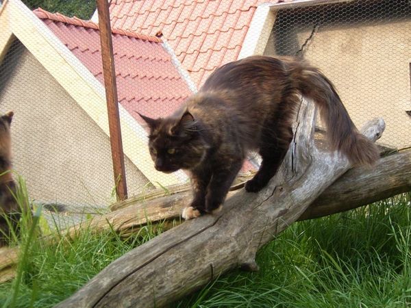 Undercover-Coon´s Bild 17 Juni 2006