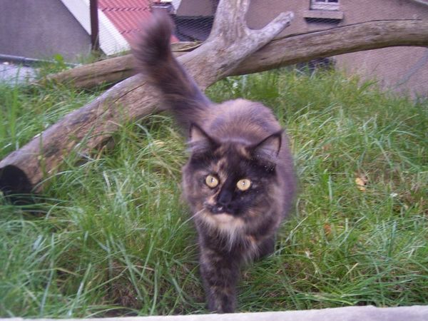 Undercover-Coon´s Bild 6 Oktober 2006