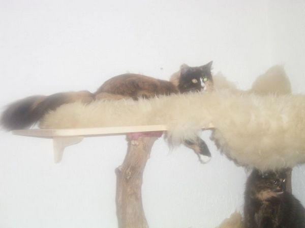 Undercover-Coon´s Bild 10 November 2006