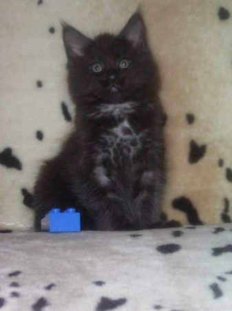 Undercover-Coon´s Bild 1 Januar 2007