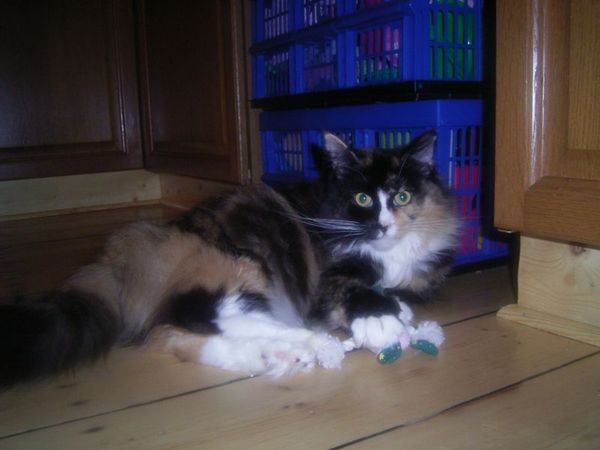 Undercover-Coon´s Bild 2 Januar 2007