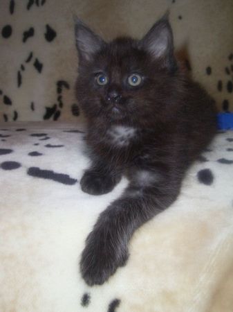 Undercover-Coon´s Bild 8 Januar 2007