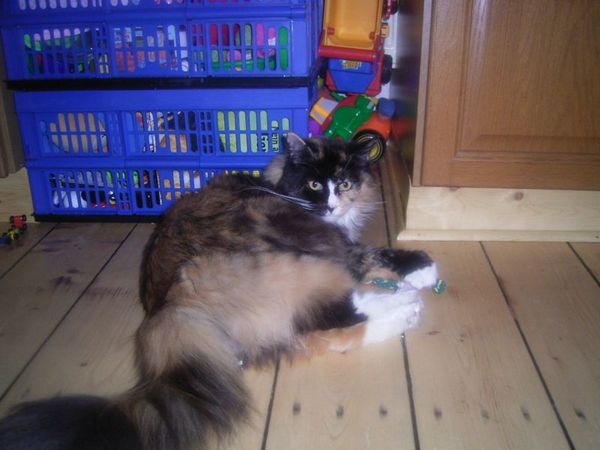 Undercover-Coon´s Bild 11 Januar 2007