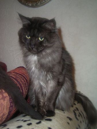 Undercover-Coon´s Bild 13 Januar 2007