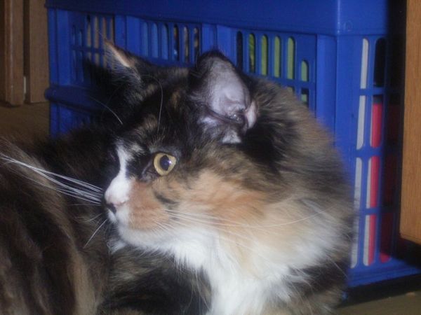 Undercover-Coon´s Bild 23 Januar 2007