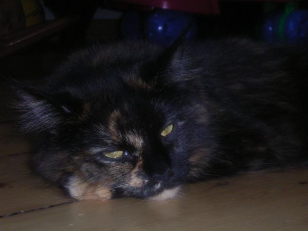 Undercover-Coon´s Bild 29 Januar 2007