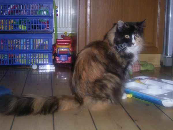 Undercover-Coon´s Bild 31 Januar 2007