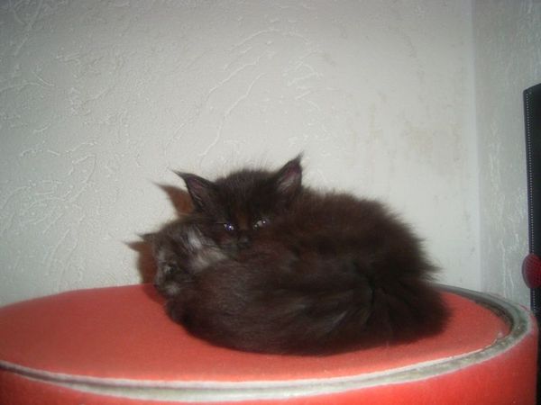 Undercover-Coon´s Bild 33 Januar 2007