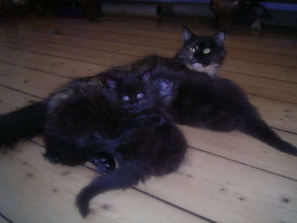 Undercover-Coon´s Bild 35 Januar 2007