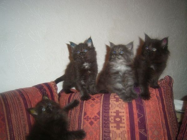 Undercover-Coon´s Bild 38 Januar 2007