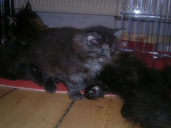 Undercover-Coon´s Bild 51 Januar 2007