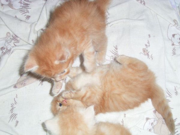 Undercover-Coon´s Bild 18 Mai 2007