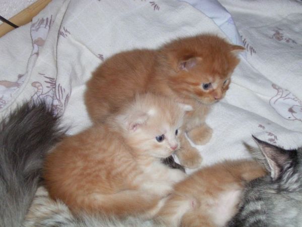 Undercover-Coon´s Bild 26 Mai 2007