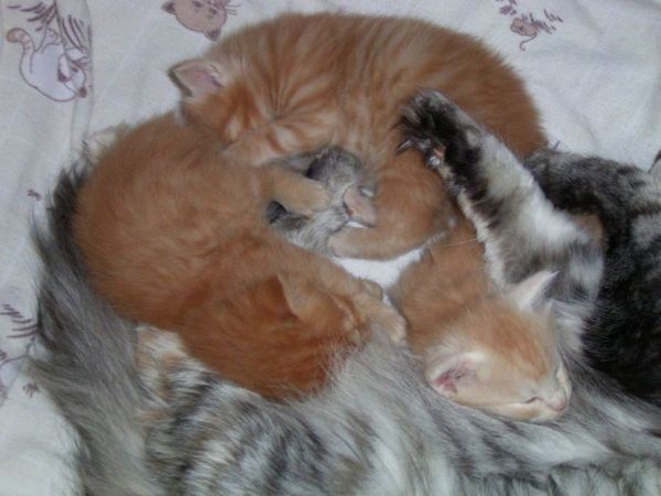 Undercover-Coon´s Bild 29 Mai 2007