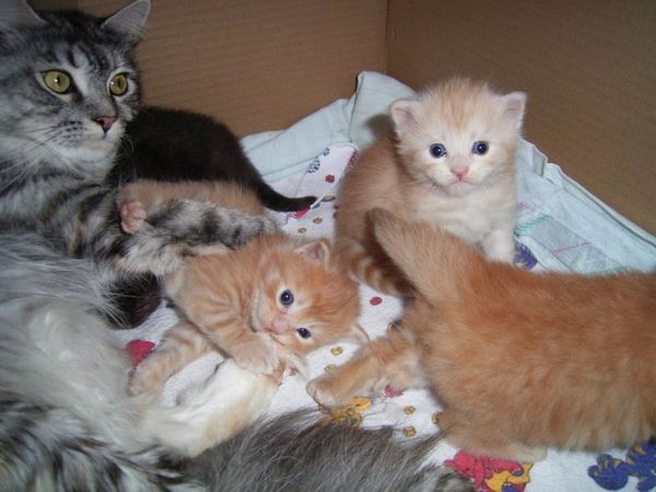 Undercover-Coon´s Bild 41 Mai 2007