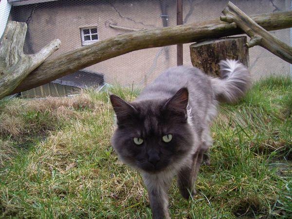 Undercover-Coon´s Bild 2 Februar 2008