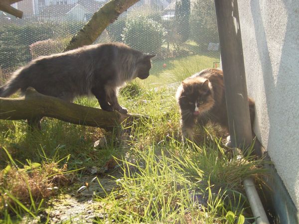 Undercover-Coon´s Bild 5 April 2008