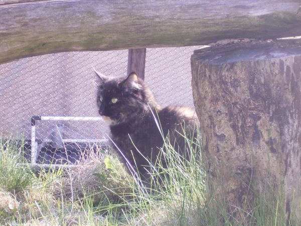 Undercover-Coon´s Bild 9 April 2008