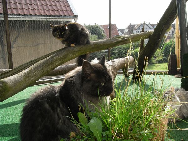 Undercover-Coon´s Bild 8 Juli 2008