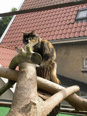 Undercover-Coon´s Bild 13 Juli 2008