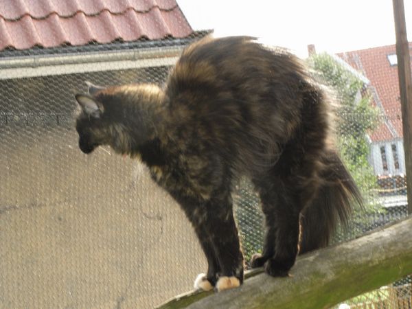 Undercover-Coon´s Bild 15 Juli 2008