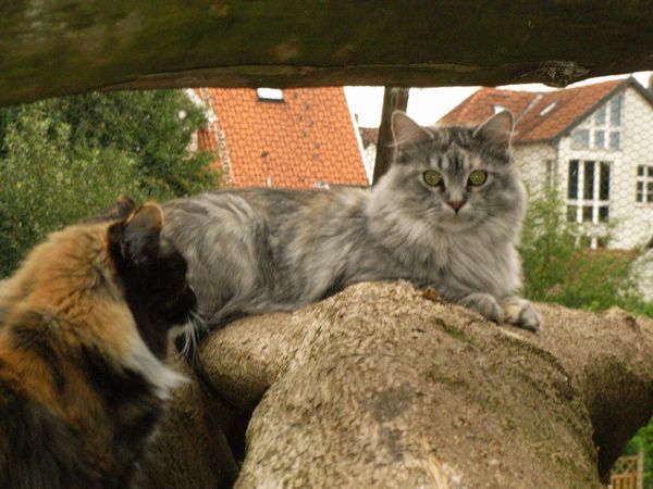 Undercover-Coon´s Bild 35 August 2008