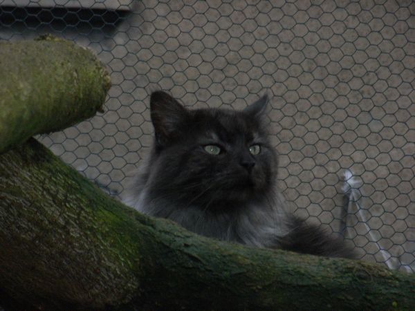 Undercover-Coon´s Bild 10 Dezember 2008