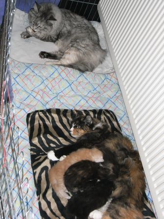 Undercover-Coon´s Bild 23 Dezember 2008