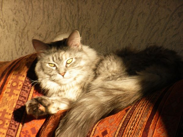 Undercover-Coon´s Bild 33 Januar 2009