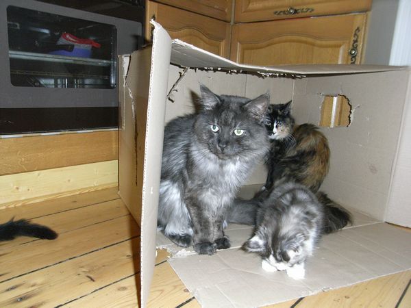 Undercover-Coon´s Bild 8 Februar 2009