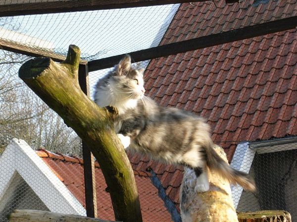 Undercover-Coon´s Bild 59 März 2009