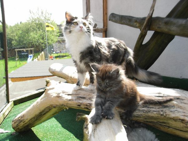 Undercover-Coon´s Bild 2 April 2009