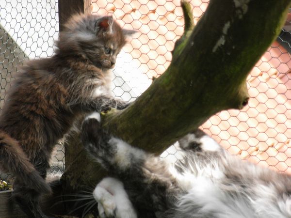 Undercover-Coon´s Bild 17 April 2009